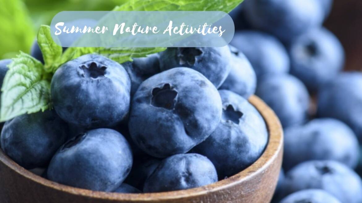 Blueberry-picking-tour.jpg